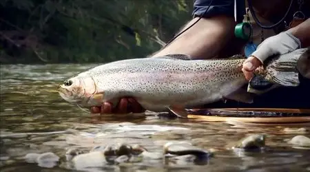 Wide Open - The Fish & The Fly 3 - Terrestrial (2010)