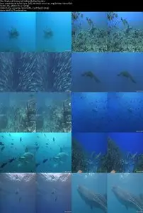 Sharks 3D (2004)