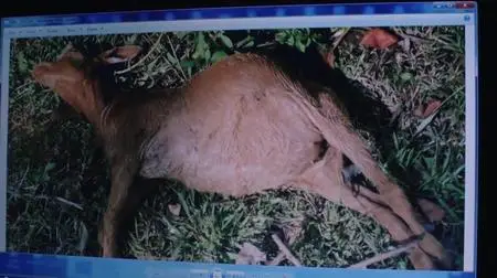 Extinct or Alive S01E01