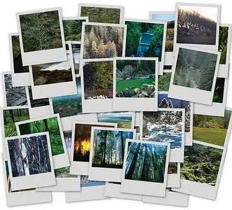 Wallpapers - Forest - Set I