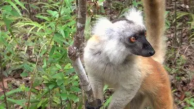 Madagascar (2013)