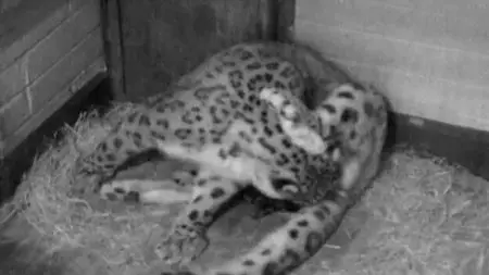 The Zoo: Season 2 Dublin part2