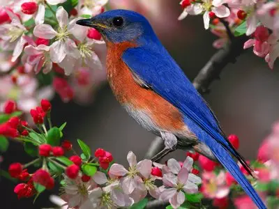 Wallpapers - Animals(pack 2)