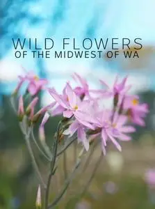 ABC - Wildflowers Of The Midwest Of WA (2021)