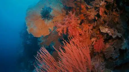 LoveNature - The Living Sea (2007)