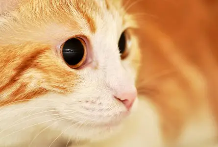 Wallpapers Cats (part-04)