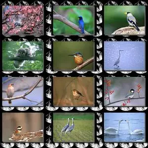 Birds Wallpapers