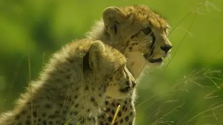 Serengeti (2019) [Complete Season 1]