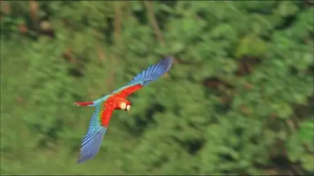Mythos Amazonas/Amazon Alive (2010)