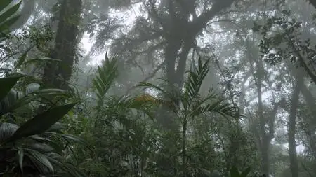 Terranoa - Costa Rica: Wildlife under the Rainbow (2018)