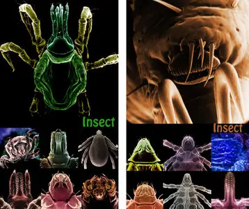 Insect 1,2