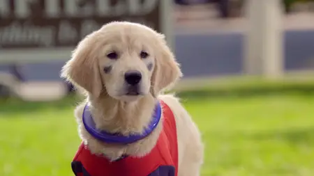 Super Buddies (2013)