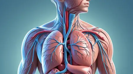 Human Body Systems for Beginners: Learn Anatomy & Physiology