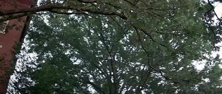 Scream 2 (1997)