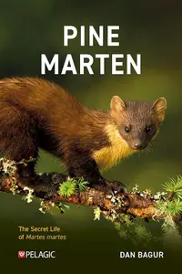 Pine Marten: The Secret Life of Martes martes