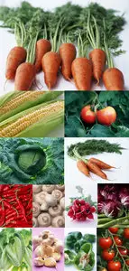 Fresh Vegetables