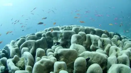 BBC - Wonders of the Great Barrier Reef with Iolo Williams (2018)