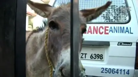 Horse and Country - Saving the Slumdog Donkeys (2009)