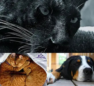 Animals wallpapes by nko (part-20)