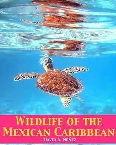 Wildlife of the Mexican Caribbean (repost)