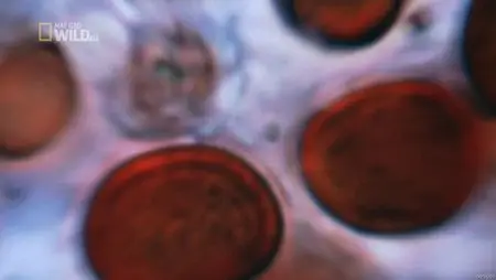 National Geographic Wild - Wild Case Files: Blood Red Rain (2012)