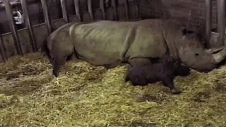 The Zoo: Season 2 Dublin part2