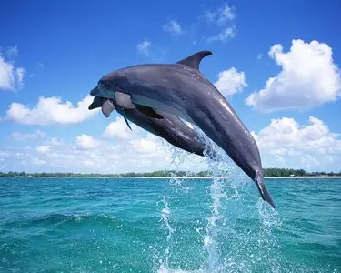 40 Dolphins