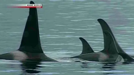 NHK Wildlife - Predators in the Surf: Killer Whales (2010)