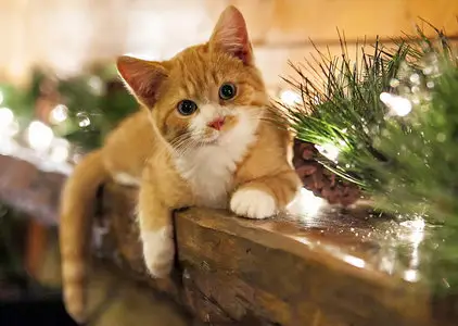 Wallpapers Cats (part-04)