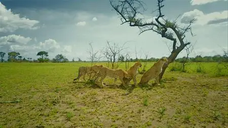 Serengeti (2019) [Complete Season 1]