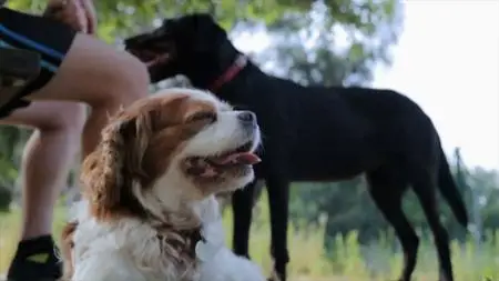 Ch5. - The Woman With 106 Dogs (2019)