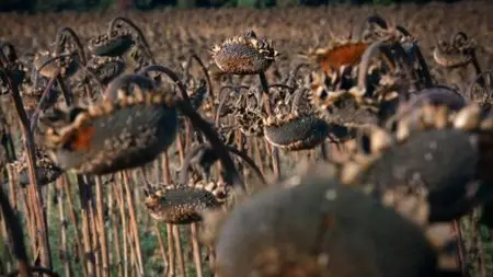 BBC - Gallipoli: When Murdoch Went to War (2015)