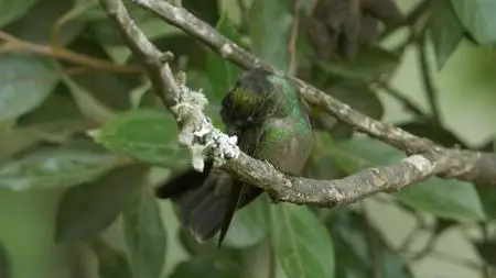 Terranoa - Costa Rica: Wildlife under the Rainbow (2018)