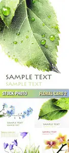 Stock Photo - Floral Card 2