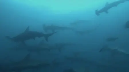 Sharks 3D (2004)