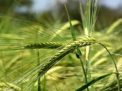 Green_Nature_Wallpaper_Part5