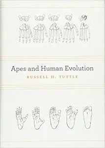 Apes and Human Evolution