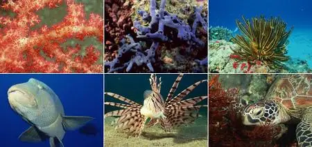 Datacraft Sozaijiten Vol. 035 - Corals and Marine Creatures