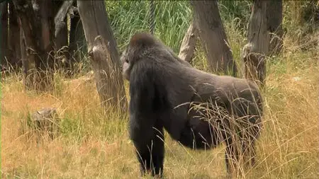 The Zoo: Season 2 Dublin part2