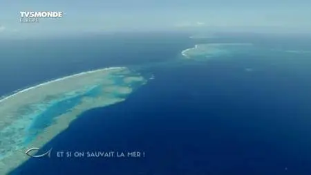 TV5Monde Thalassa - Et si on sauvait la mer (2016)