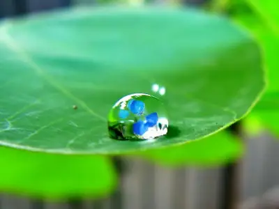 Nature pictures