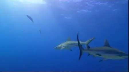 Journey To Shark Eden (2010)