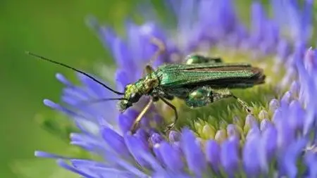 Wildlife Gardening Essential Concepts