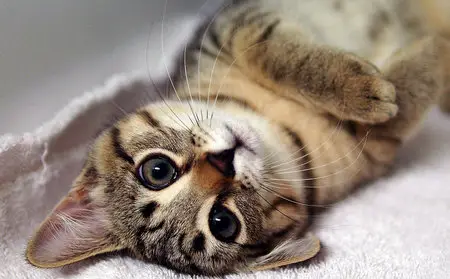 Wallpapers Cats (part-03)