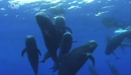 Discovery Channel - Whale Wars: Viking Shores (2012)