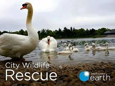 Smithsonian Earth - City Wildlife Rescue: Series 1 (2014)