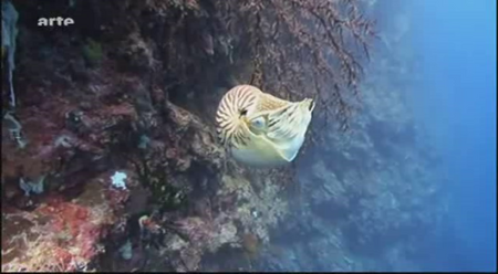 (Arte) Les nouveaux paradis : Palau, la république de corail (2009)