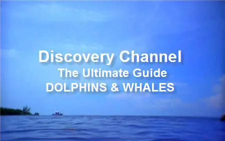 Discovery Channel – The Ultimate Guide: DOLPHINS & WHALES