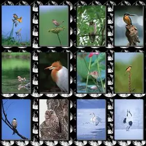 Birds Wallpapers