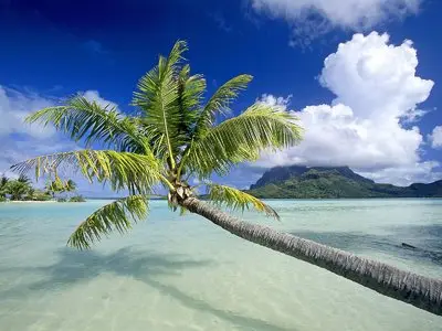 Tropical Paradise Wallpaper